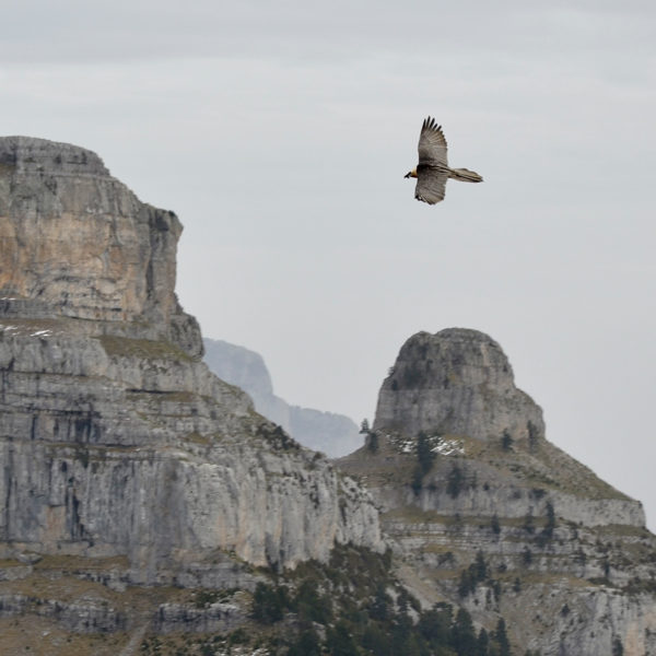 quebrantahuesos-casa-cuadrau-retiros-yoga-meditacion-senderismo-pirineos